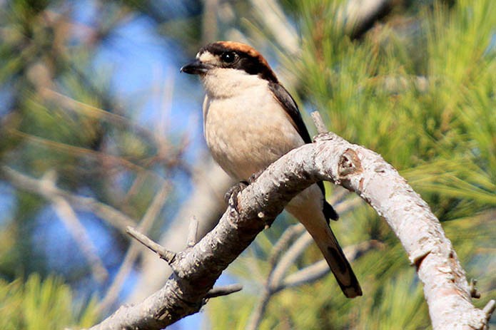 menorca_walking_birds_alcaudon_comun_woodchat_shrike_ lanius_senato